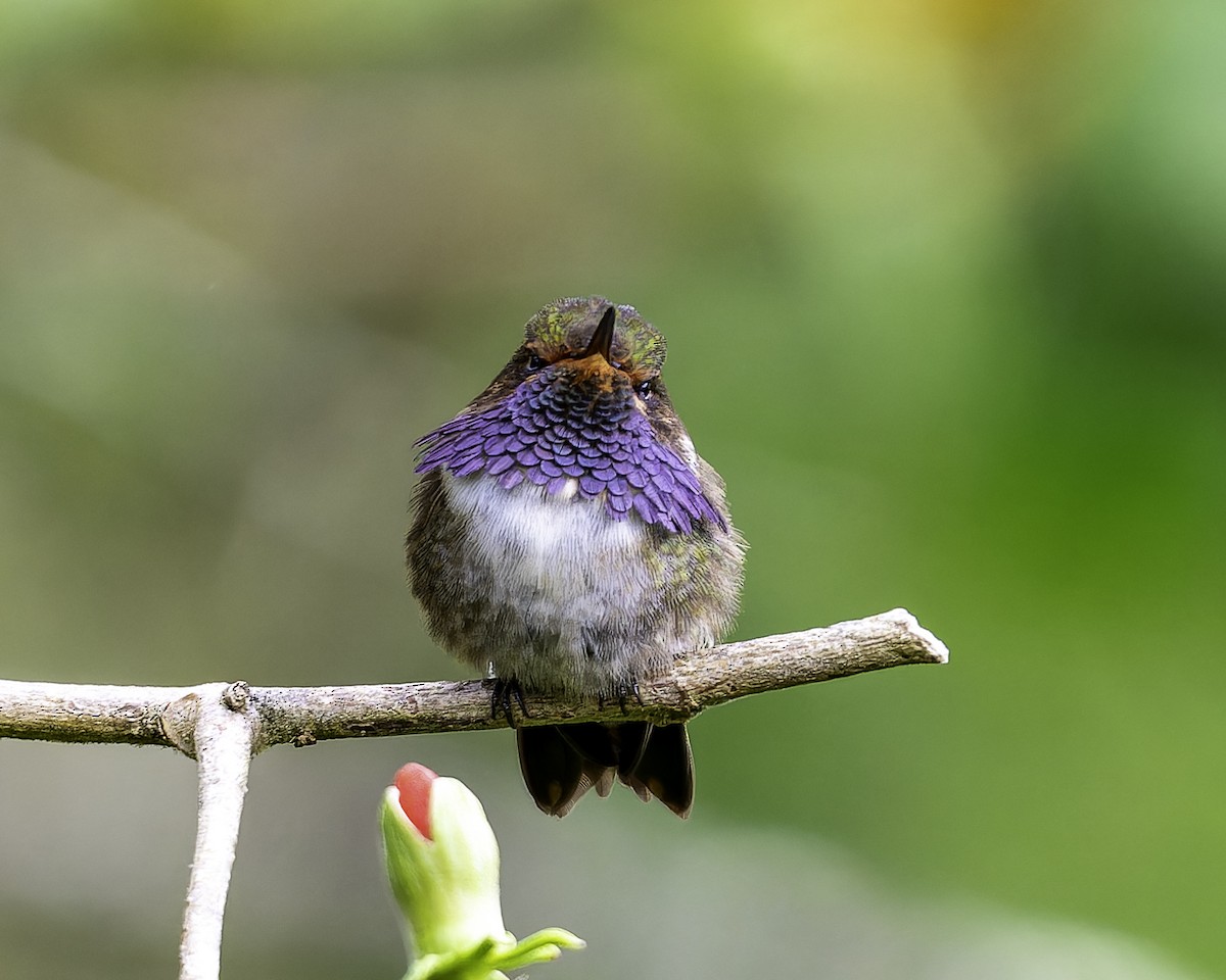 Volcano Hummingbird - ML646246008
