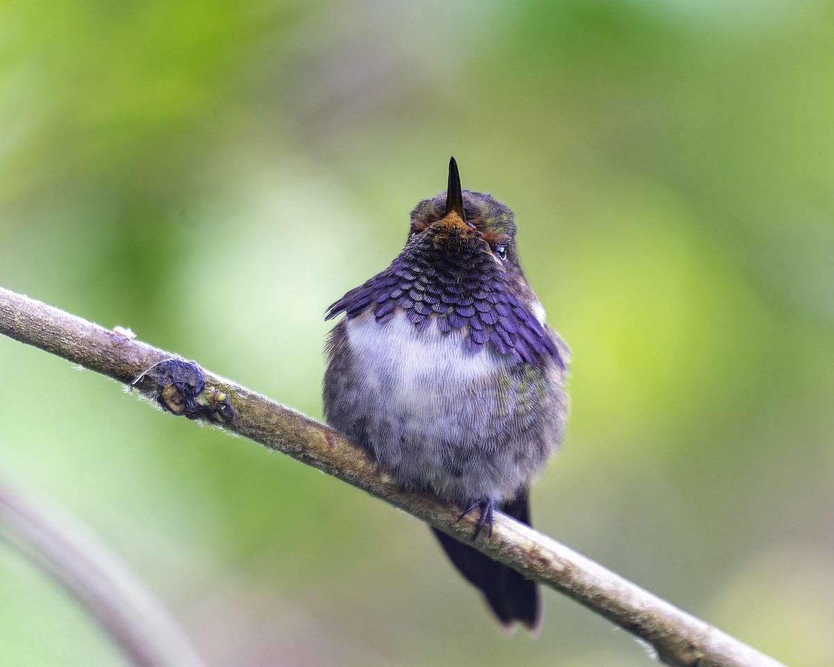 Volcano Hummingbird - ML646246009