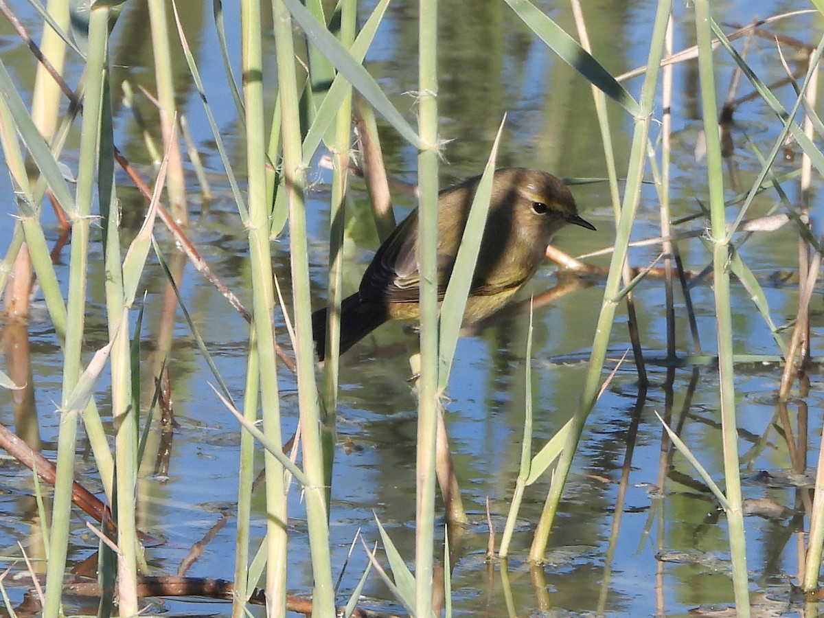 Урианхайн дууч шувуу - ML646246010