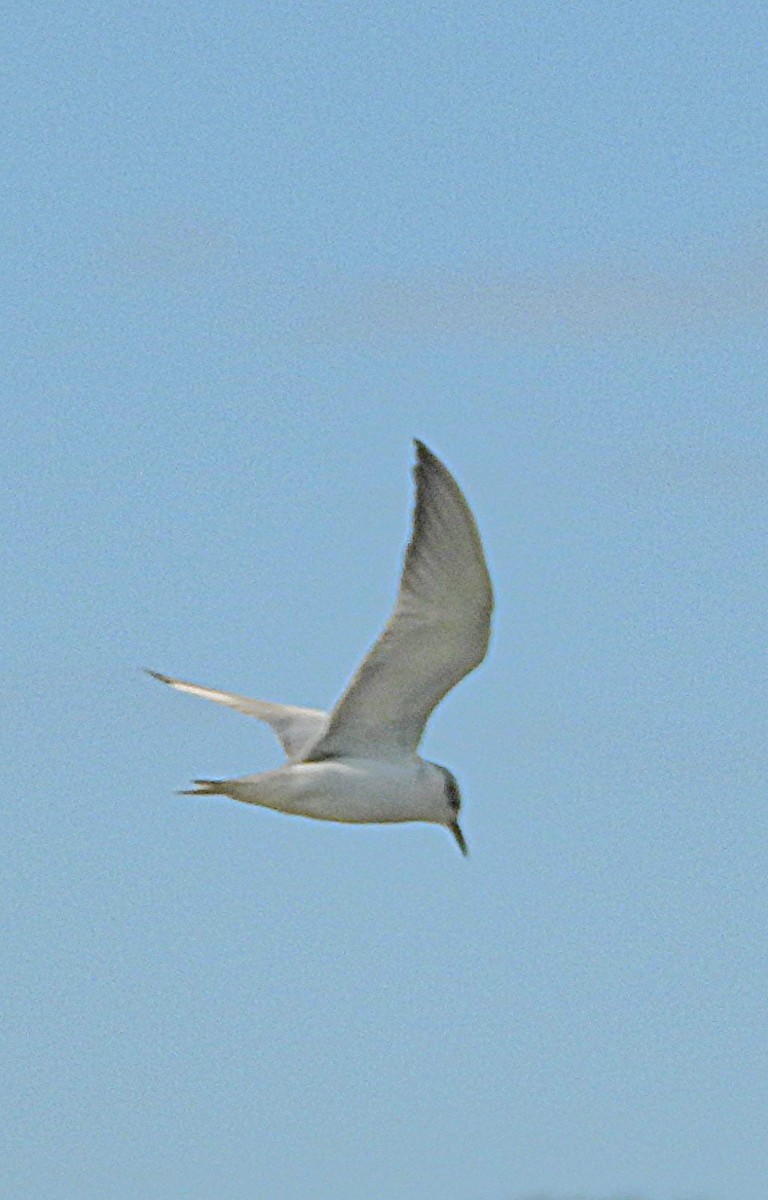 Whiskered Tern - ML646246019
