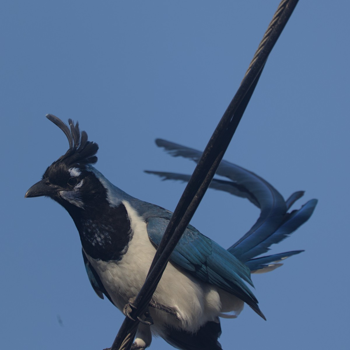 Black-throated Magpie-Jay - ML646246023