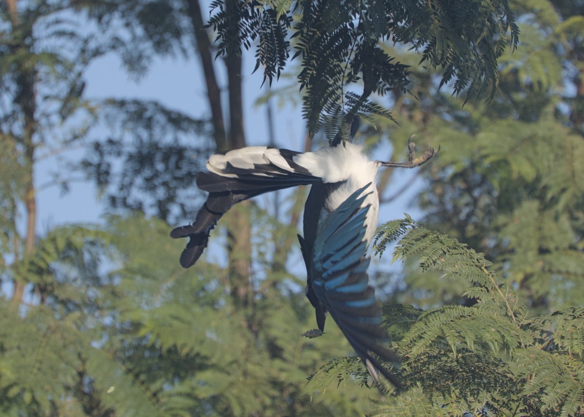 Black-throated Magpie-Jay - ML646246024