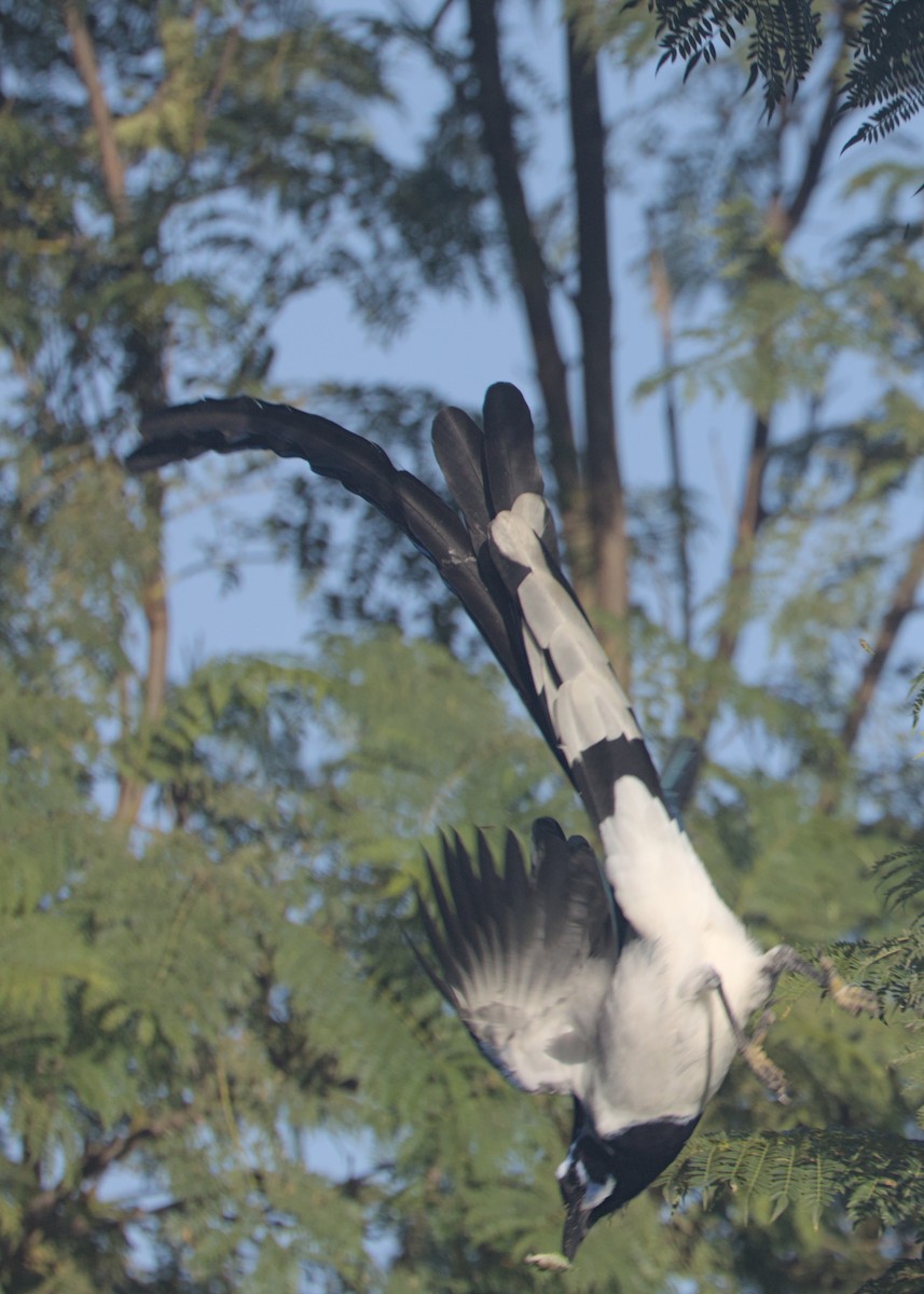 Black-throated Magpie-Jay - ML646246025