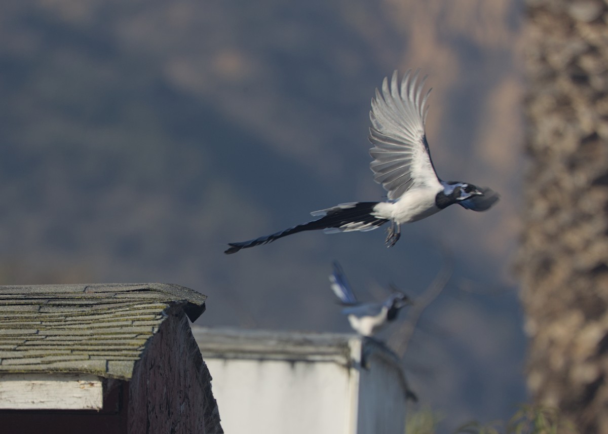 Black-throated Magpie-Jay - ML646246026