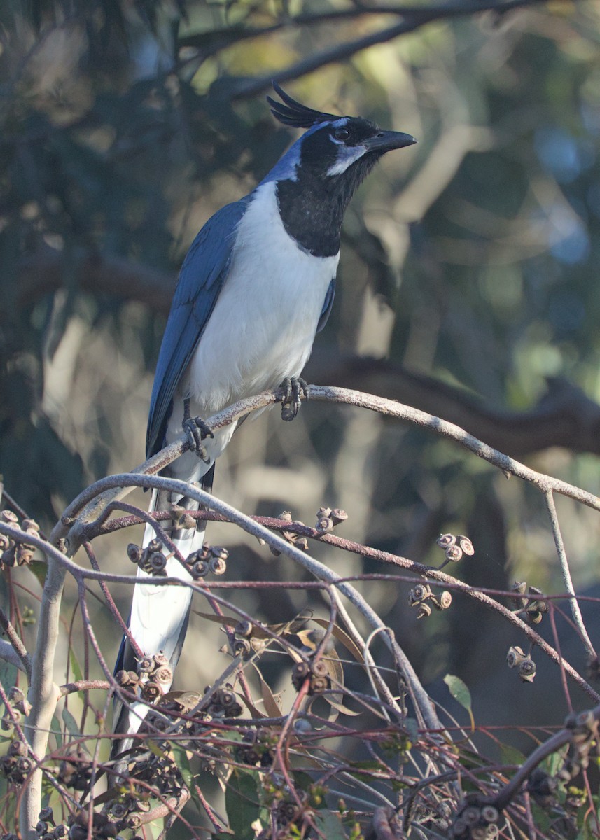 Black-throated Magpie-Jay - ML646246027