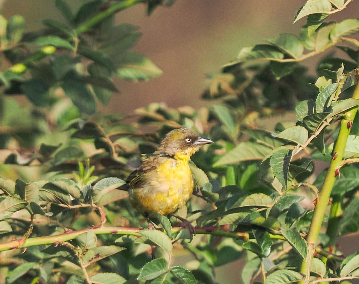 Tejedor Baglafecht - ML646246038