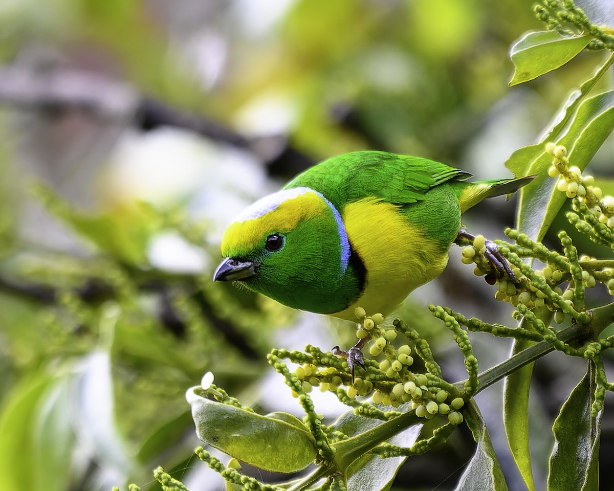 Golden-browed Chlorophonia - ML646246042