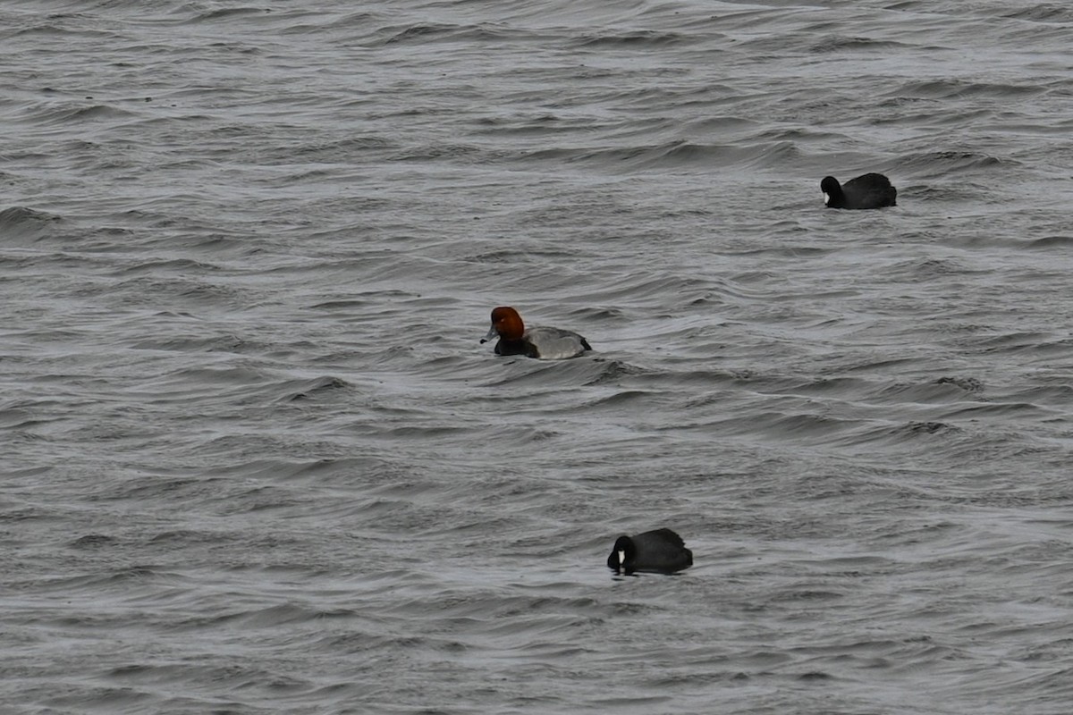 Redhead - ML646246043