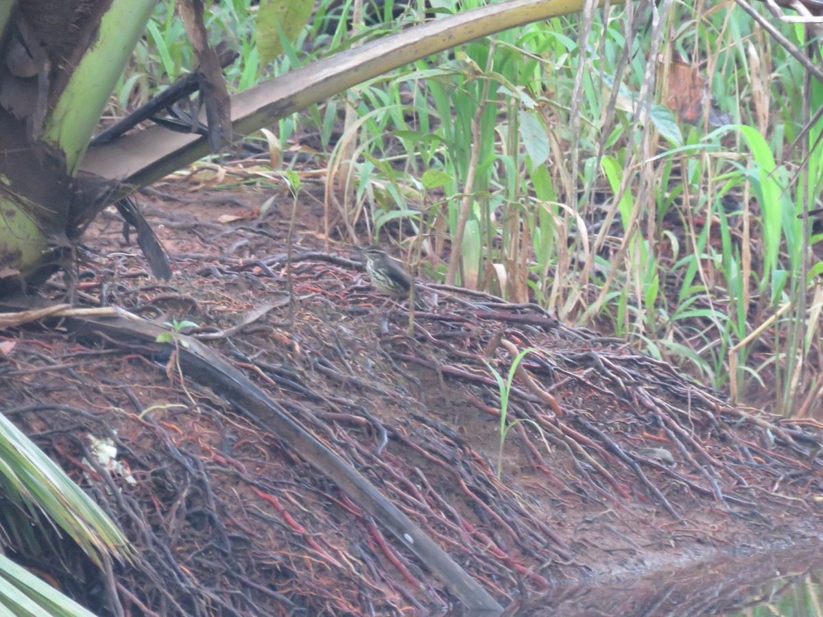 Northern Waterthrush - ML646246054
