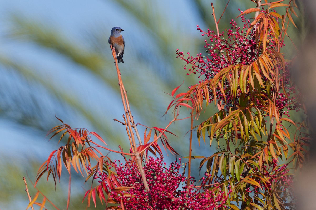 Western Bluebird - ML646246070