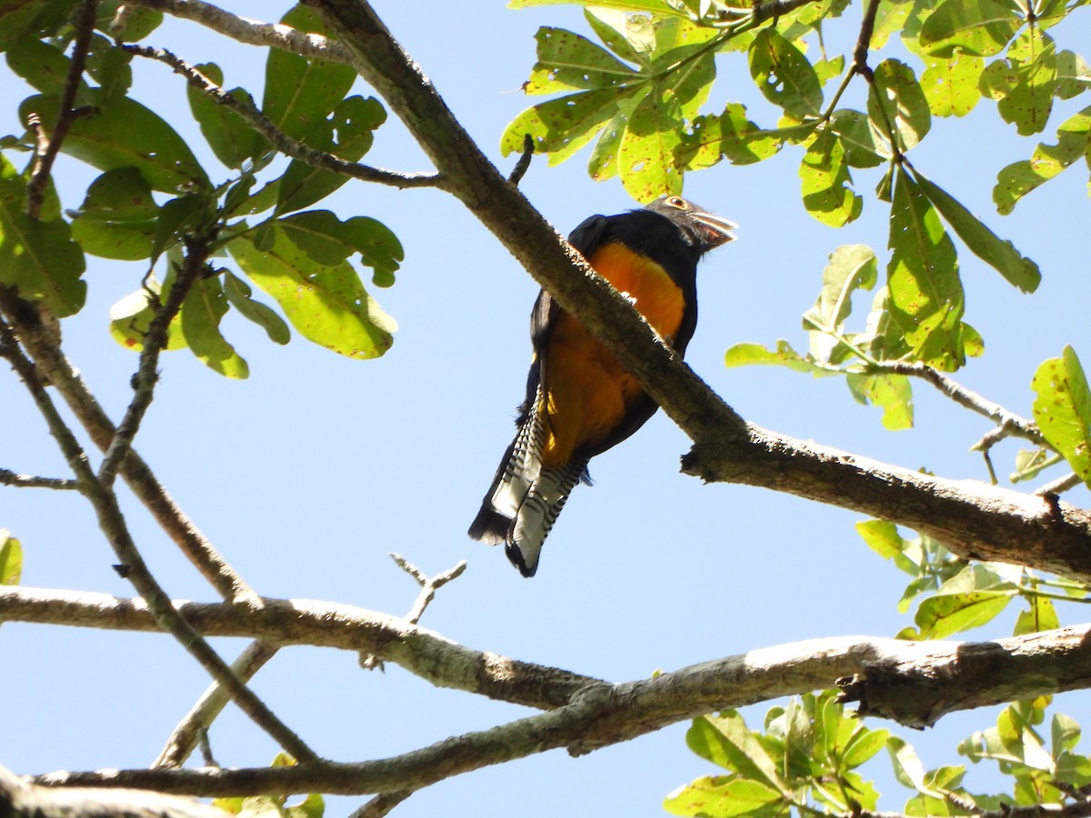 Amazonian Violaceous Trogon - ML646246071