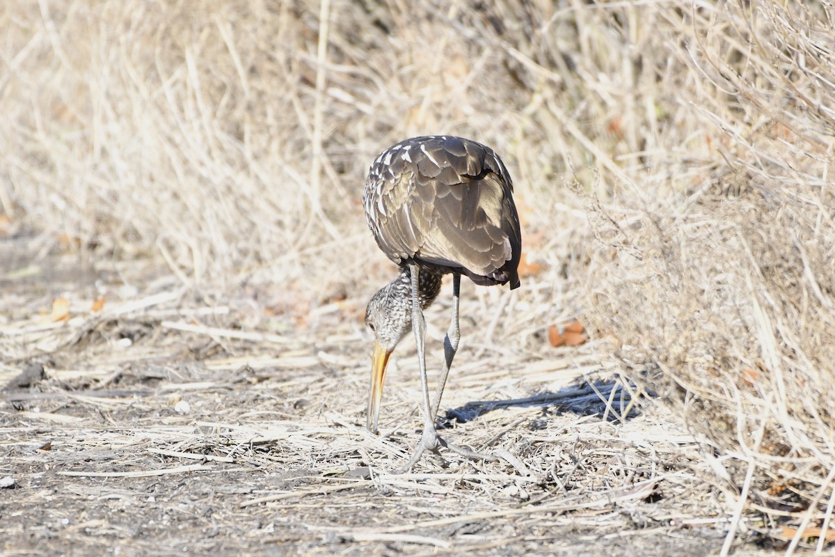 Limpkin (Speckled) - ML646246074