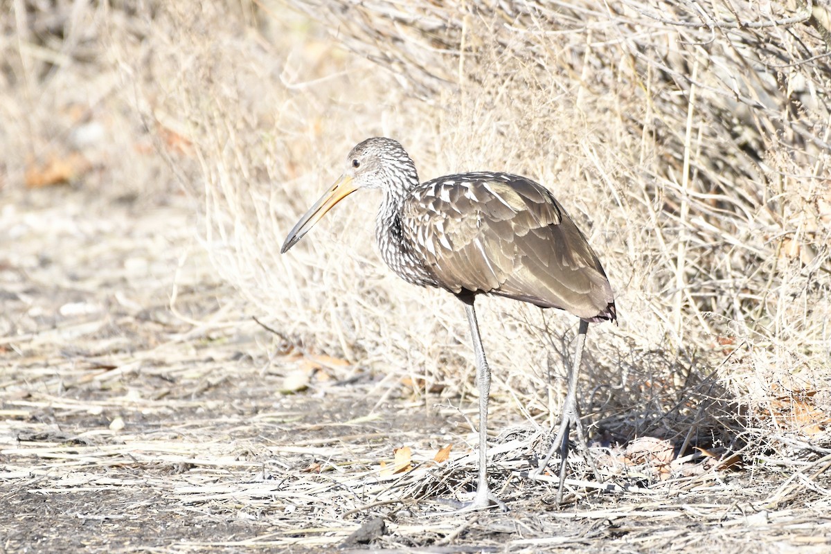 Limpkin (Speckled) - ML646246076