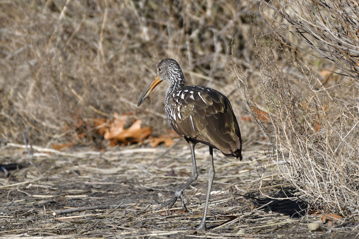 Limpkin (Speckled) - ML646246077