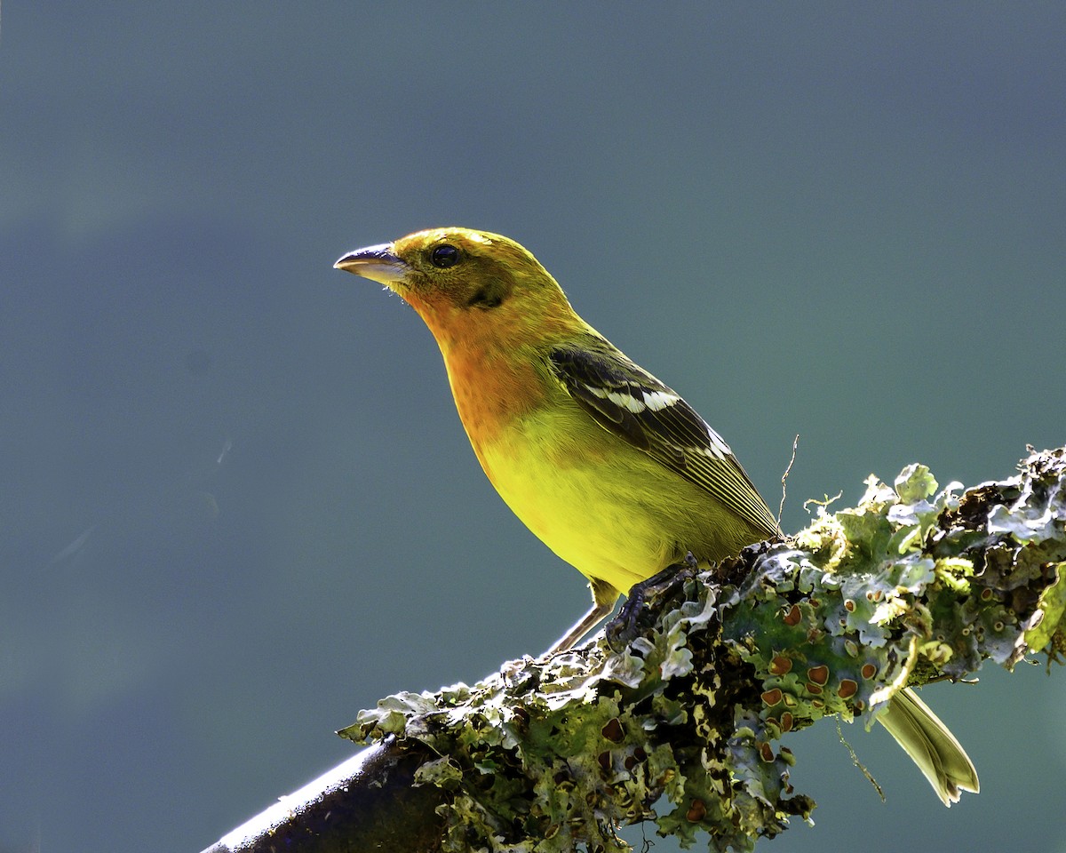 Flame-colored Tanager - ML646246087