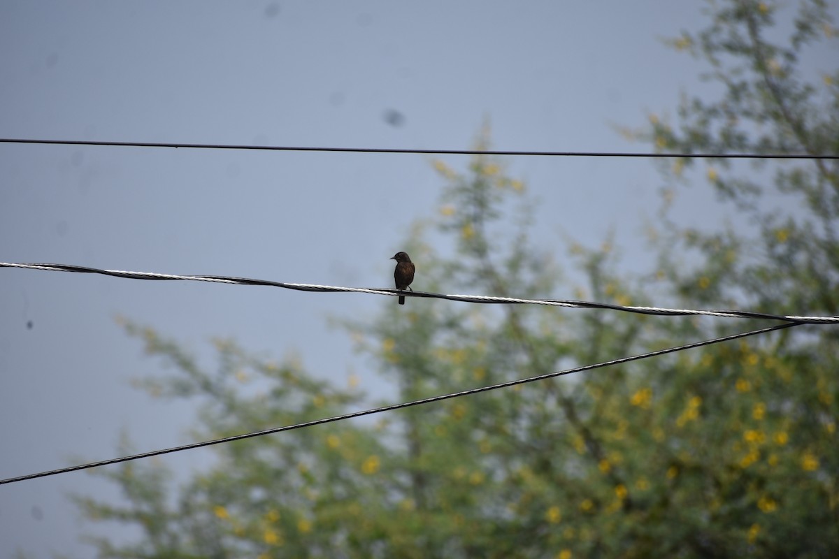 Pied Bushchat - ML646246090