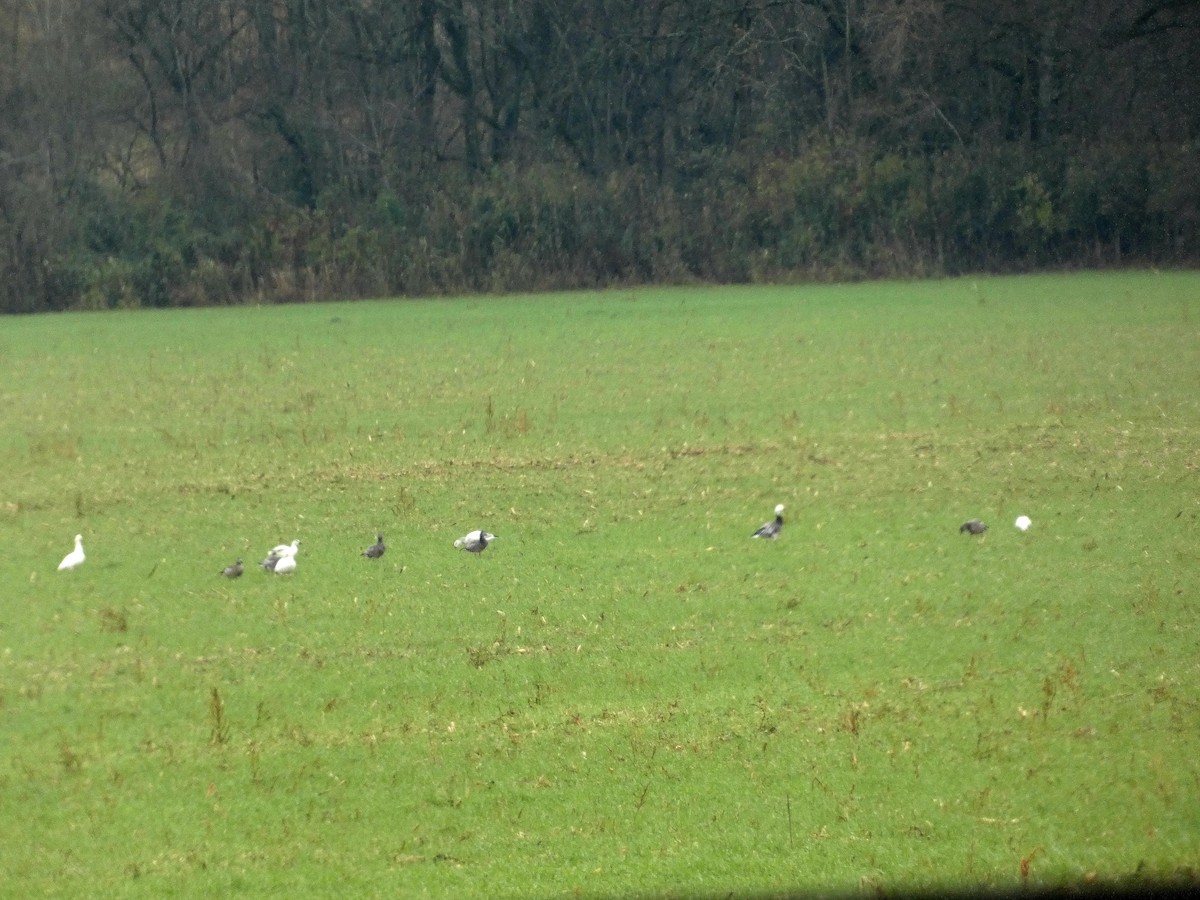 Snow Goose - ML646246094