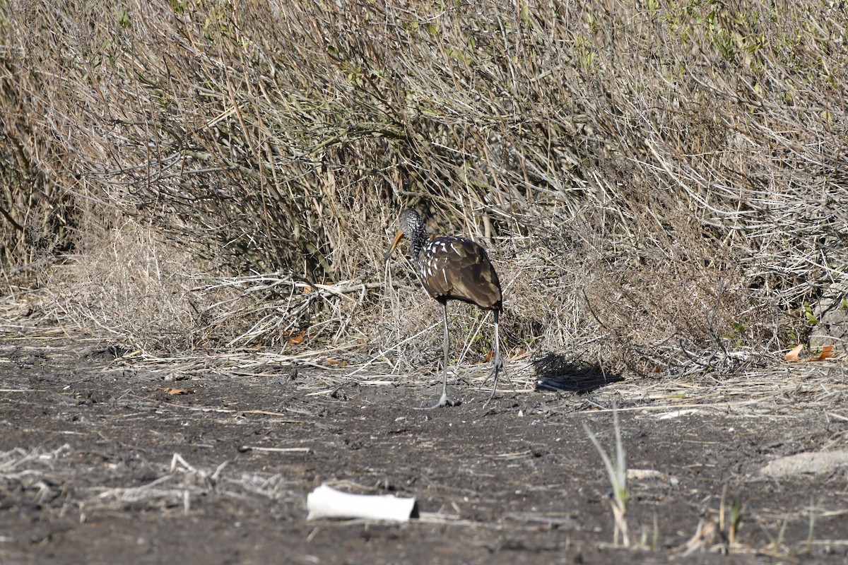 Limpkin (Speckled) - ML646246096