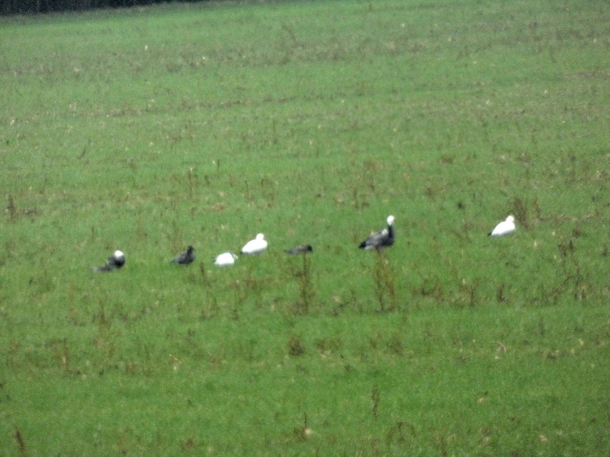 Snow Goose - ML646246097