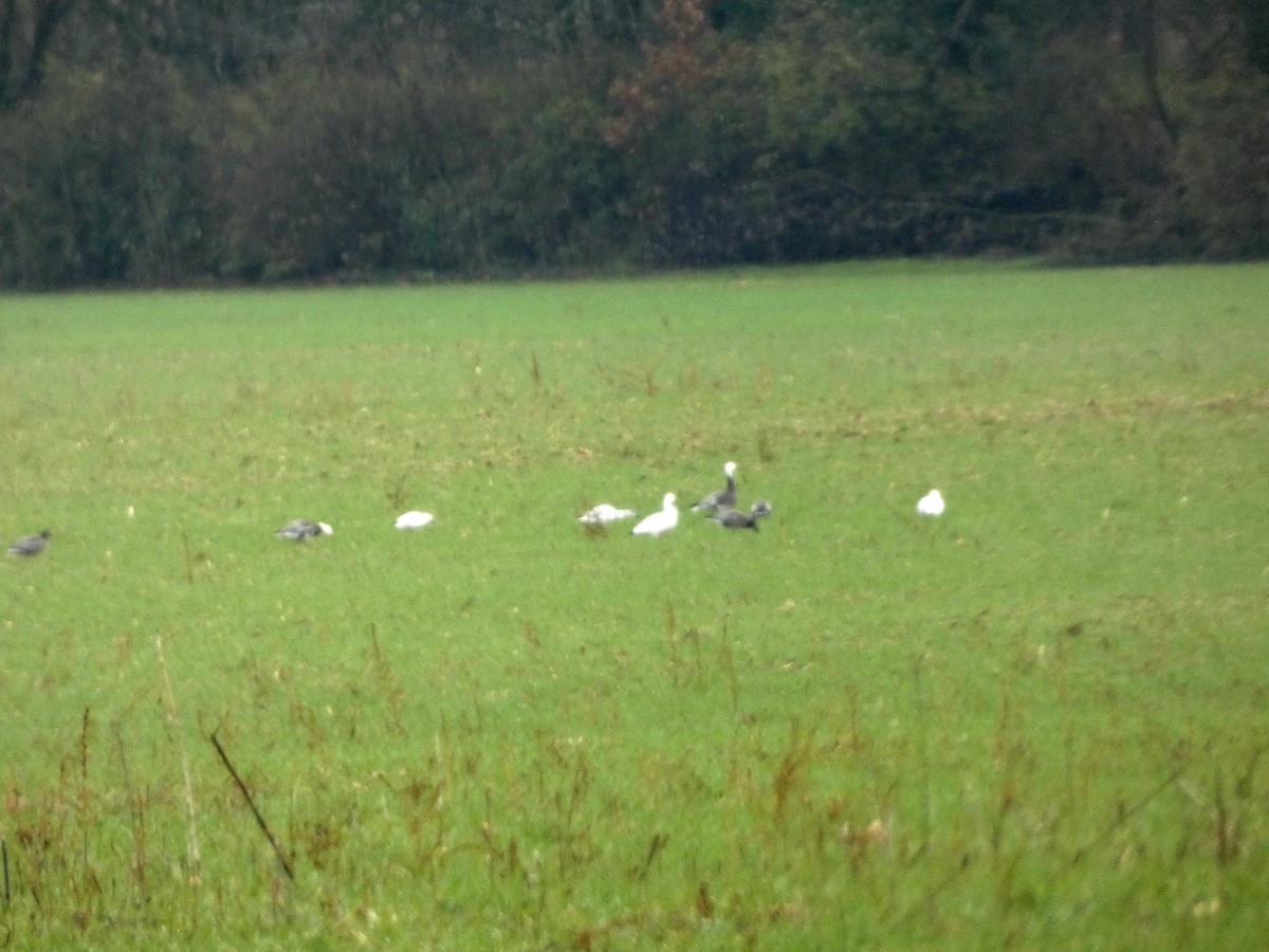 Snow Goose - ML646246102