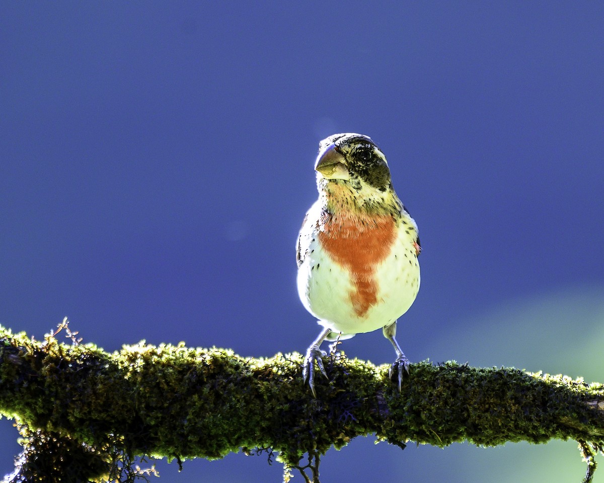 Розовогрудый толстонос - ML646246103