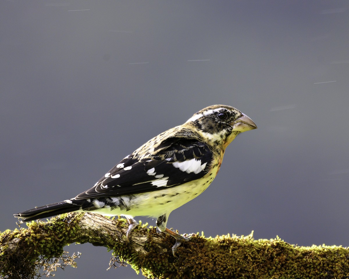 Розовогрудый толстонос - ML646246104