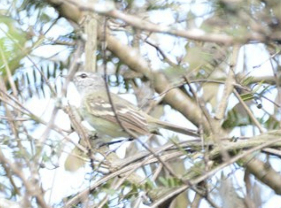 Plain Tyrannulet - ML646246110