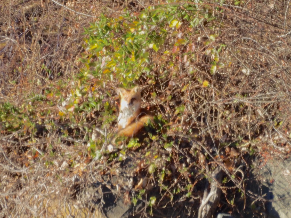 Eastern American Red Fox - ML646246113