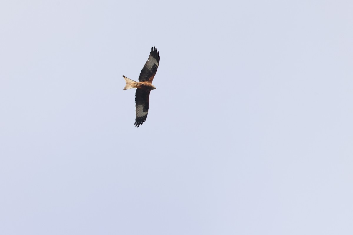 Red Kite - ML646246116