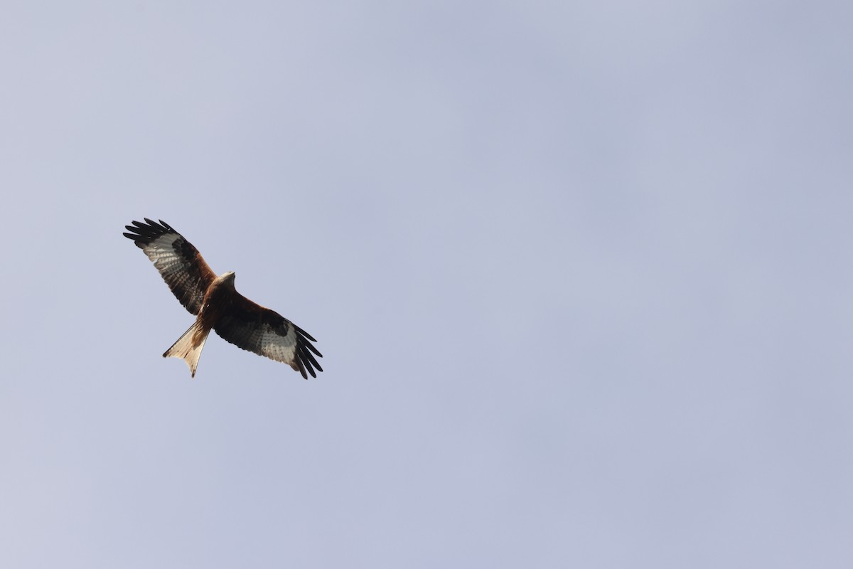 Red Kite - ML646246117