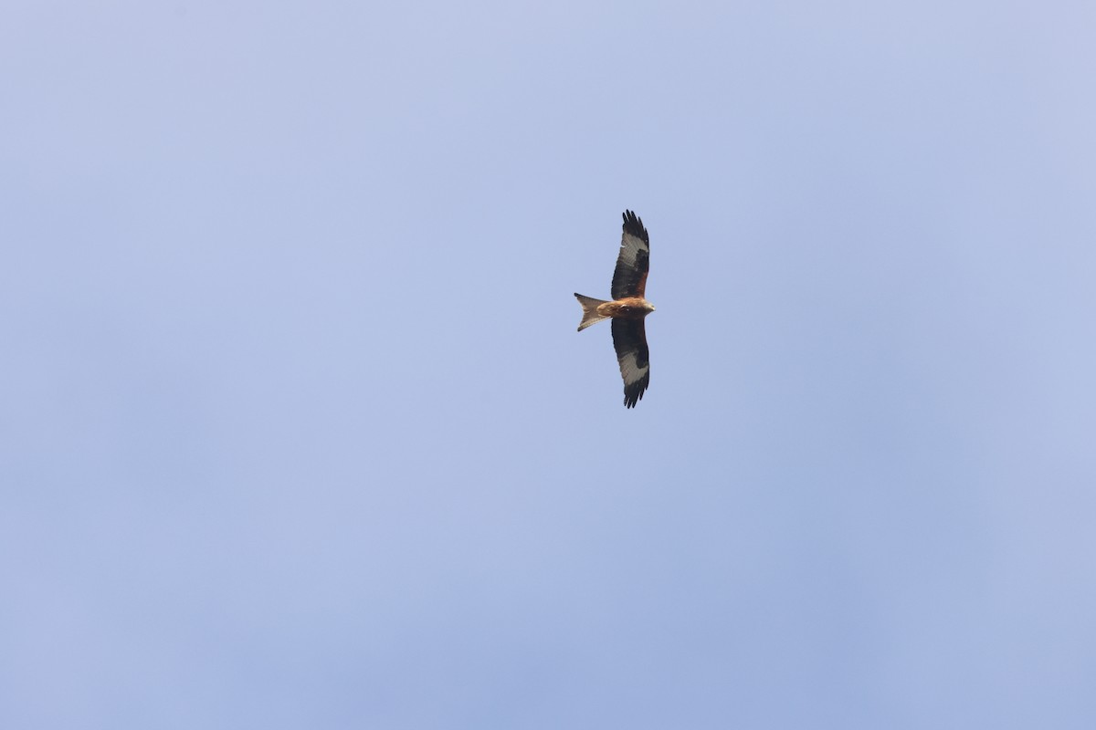Red Kite - ML646246118