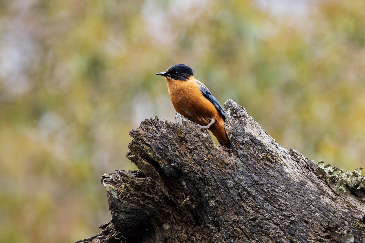 Rufous Sibia - ML646246125