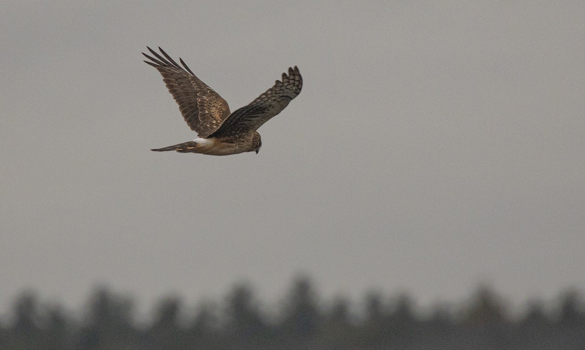 Northern Harrier - ML646246126