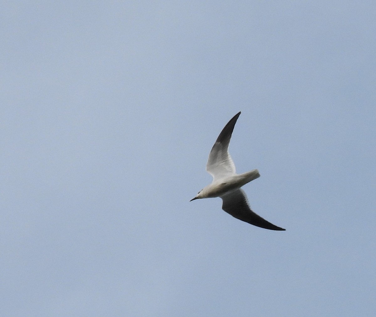 Laughing Gull - ML646246127