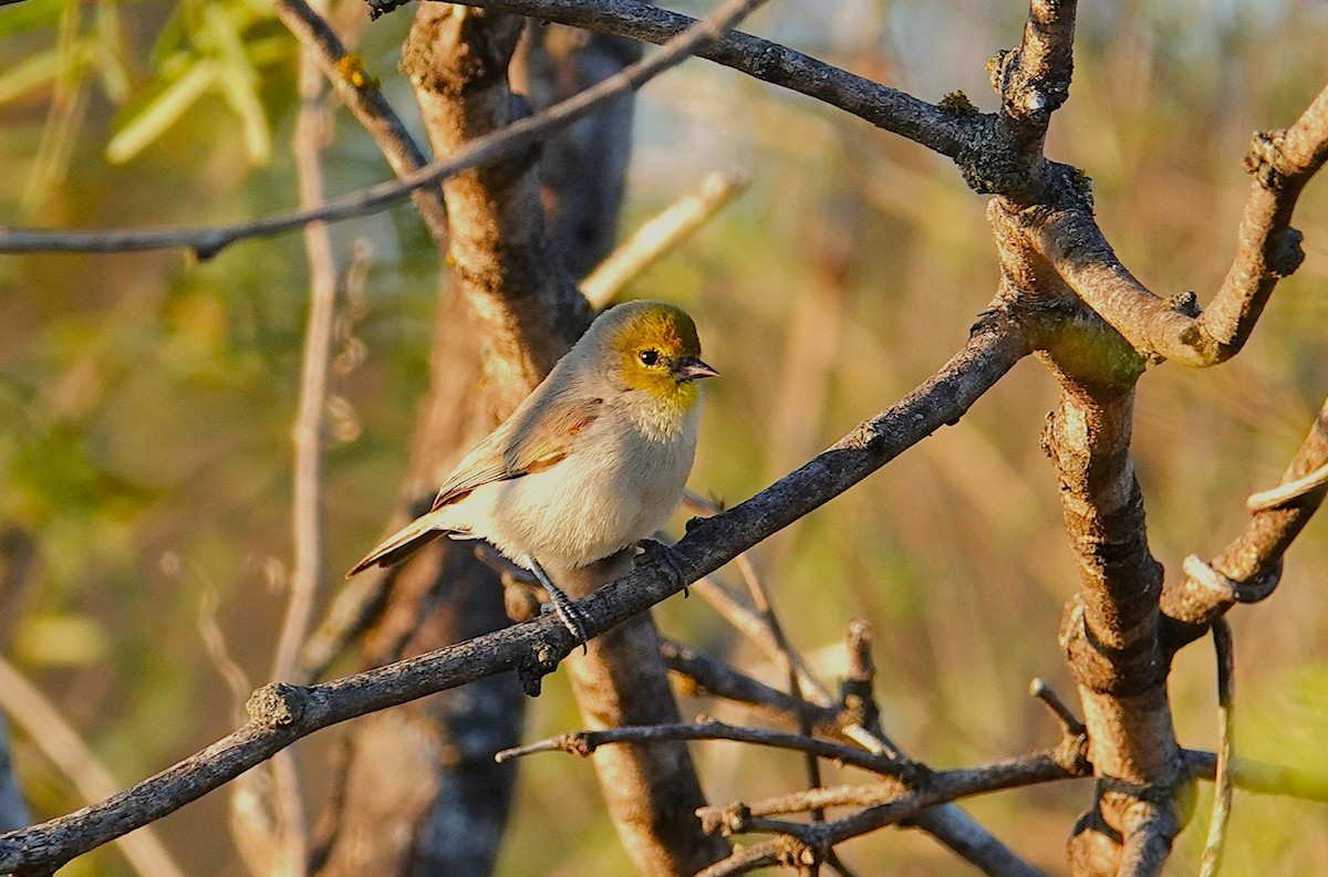 Verdin - ML646246128