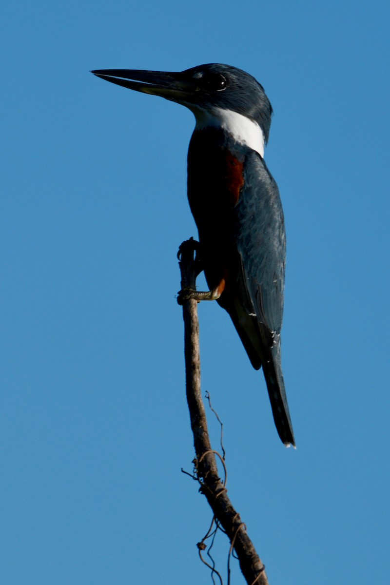 Ringed Kingfisher - ML646246129