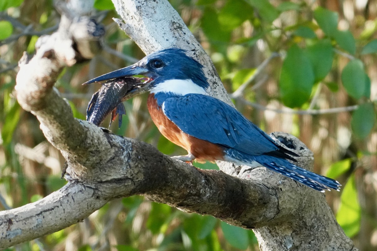 Ringed Kingfisher - ML646246130