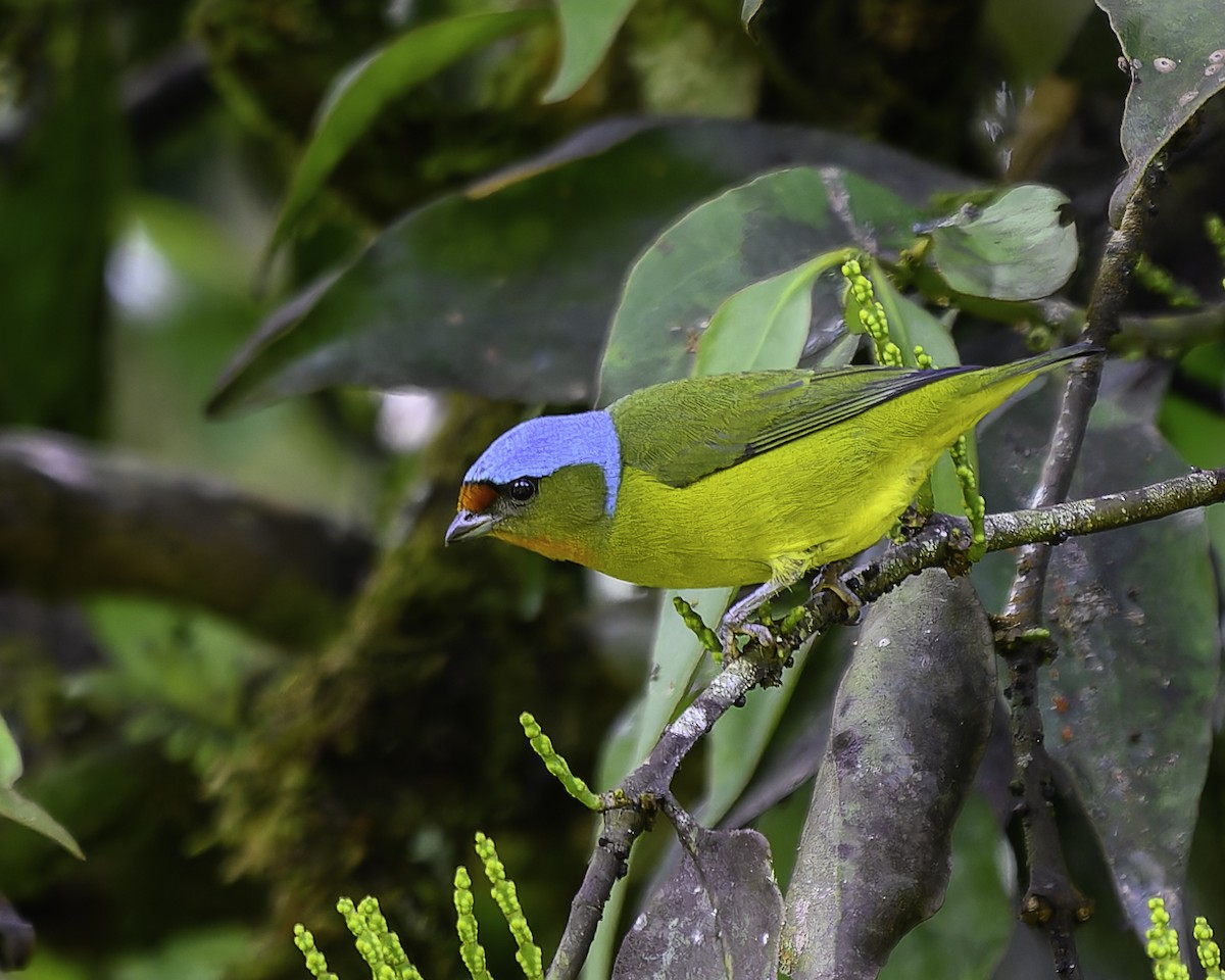 Elegant Euphonia - ML646246131