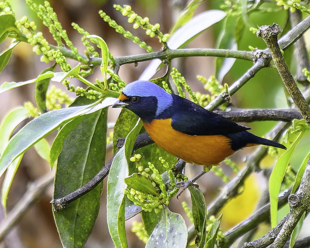 Elegant Euphonia - ML646246132