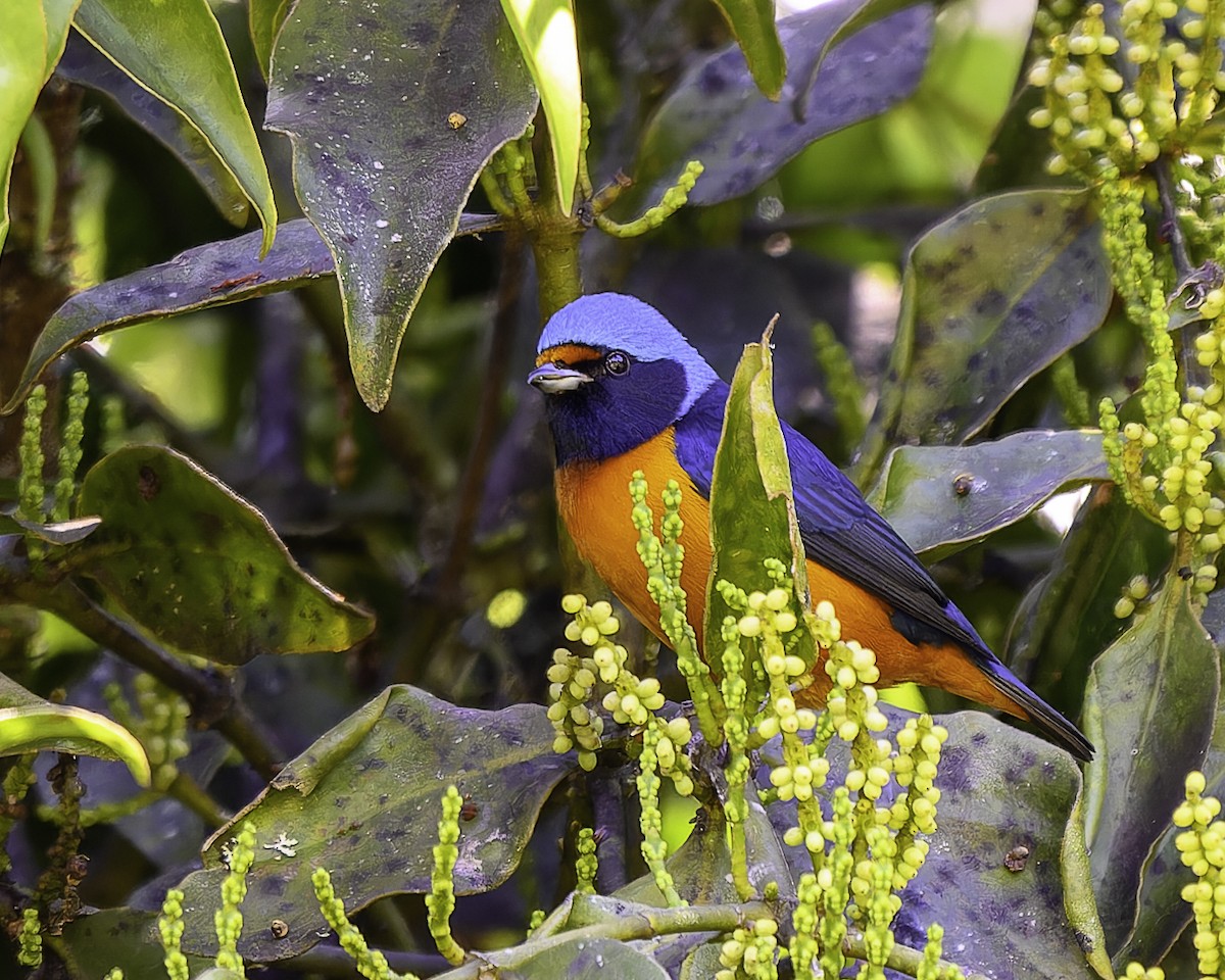 Elegant Euphonia - ML646246133