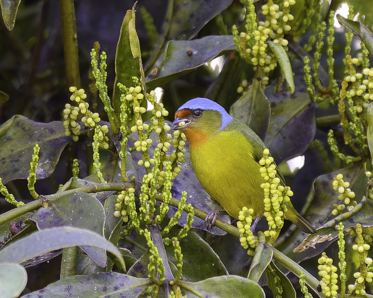 Elegant Euphonia - ML646246134