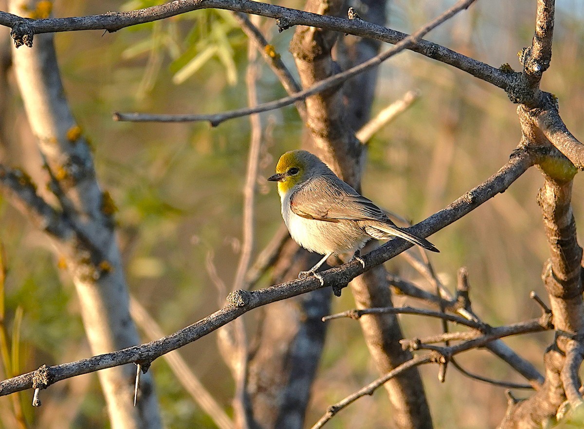 Verdin - ML646246135