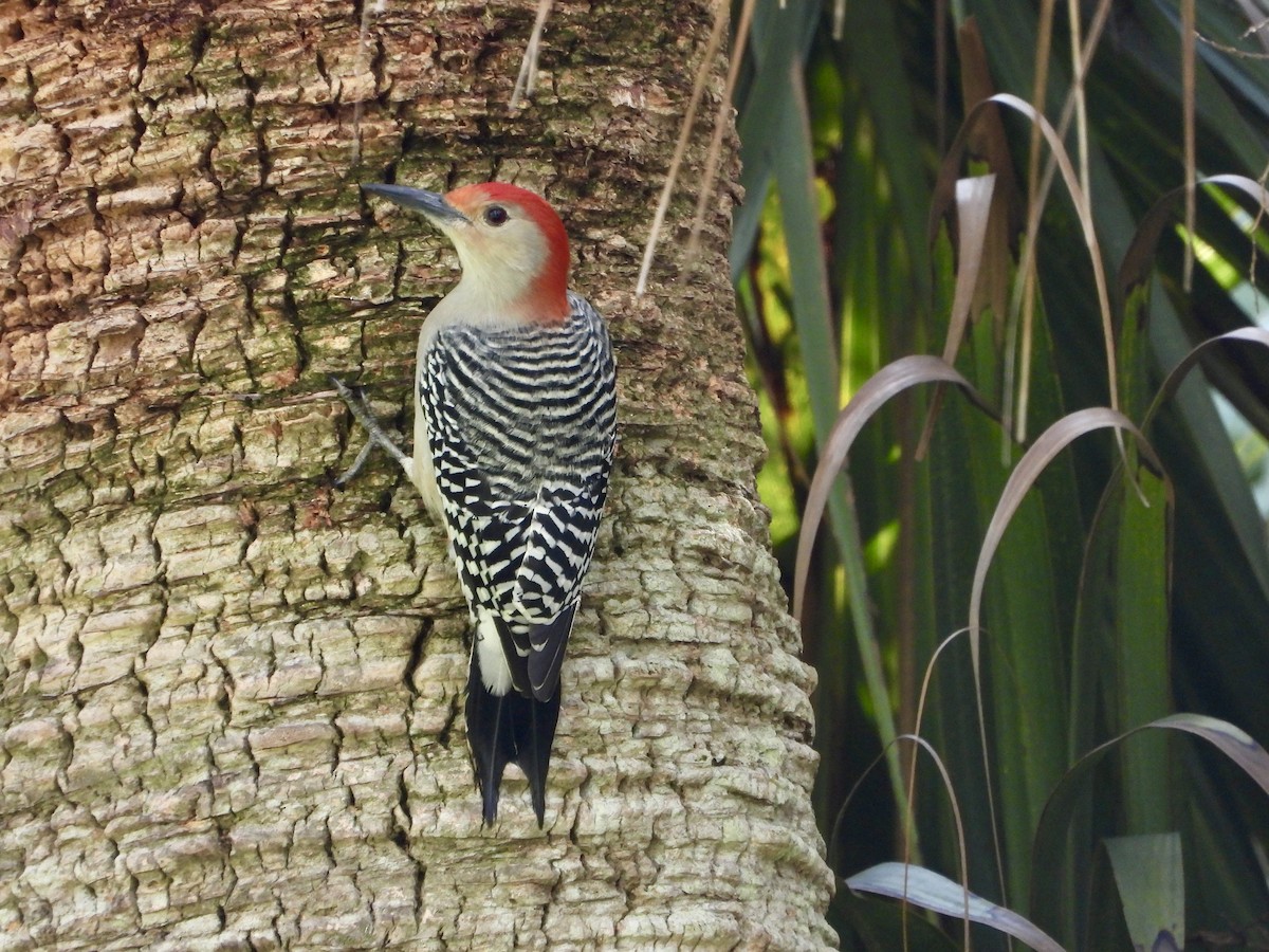 Red-bellied Woodpecker - ML646246136