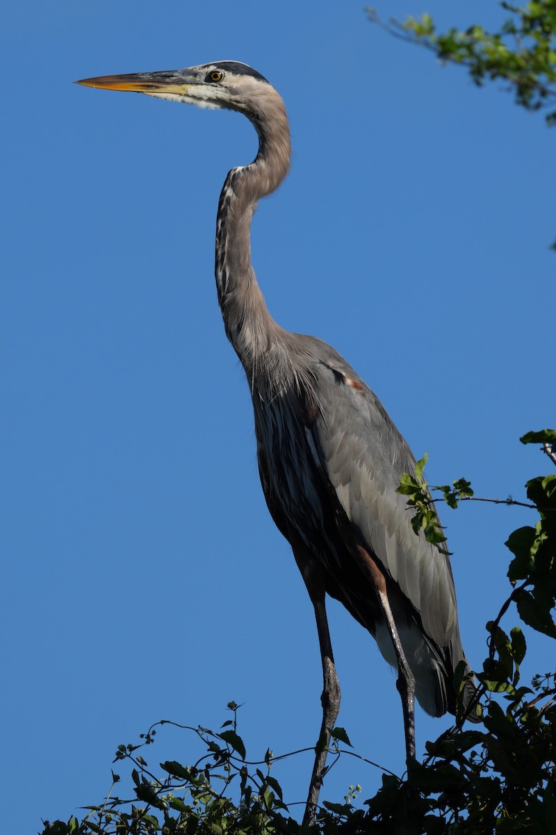 Great Blue Heron - ML646246137