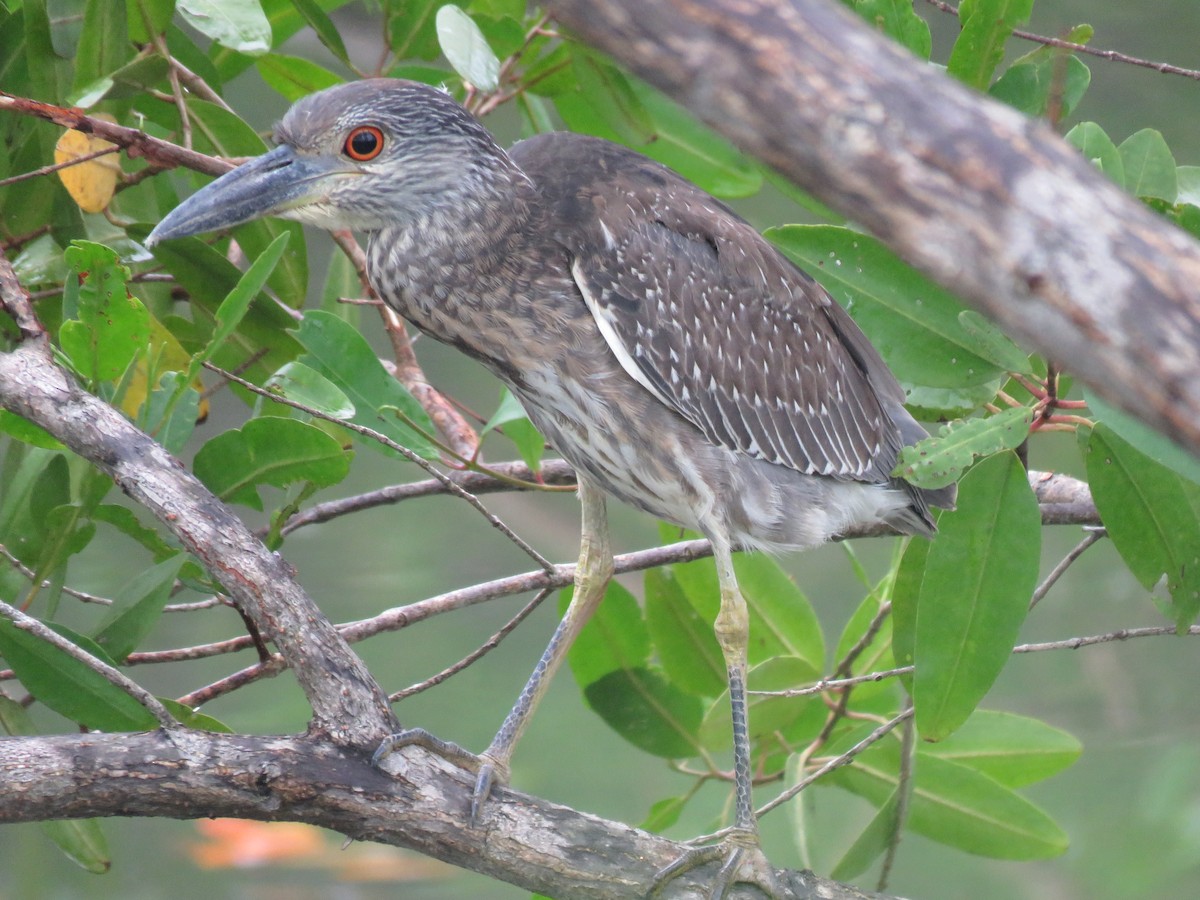 Yellow-crowned Night Heron - ML646246138