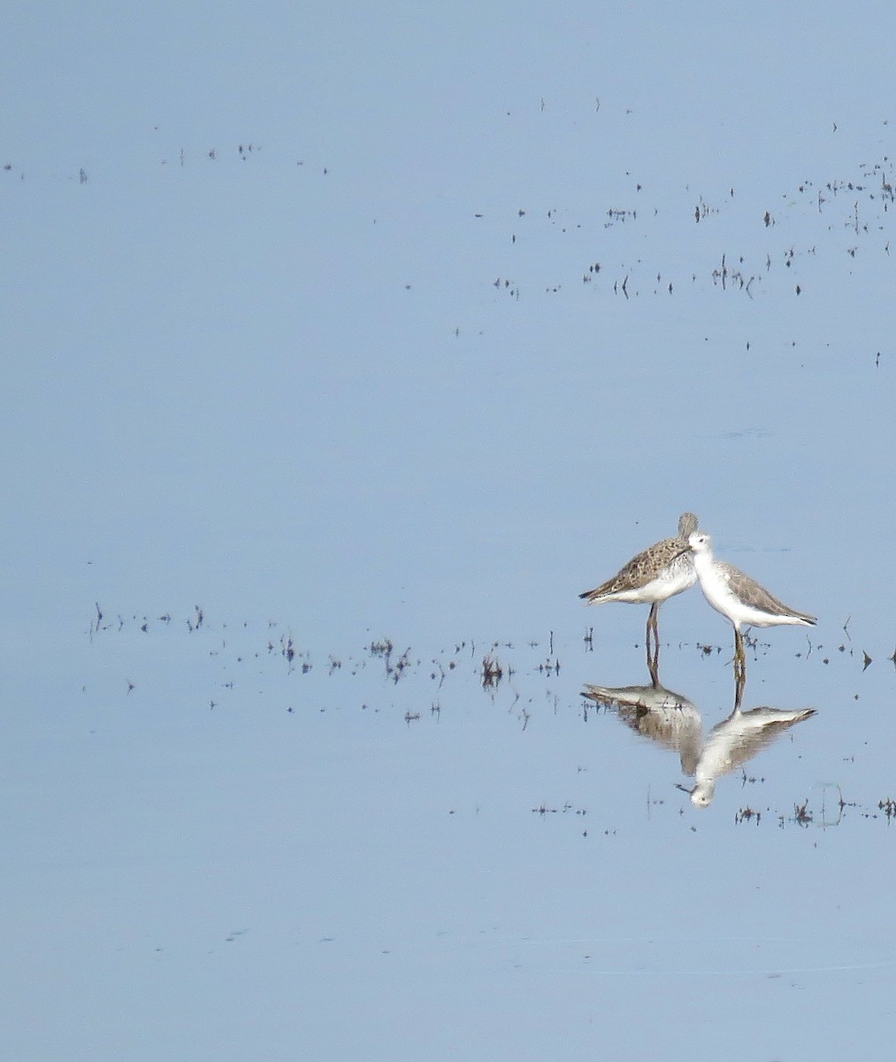 Marsh Sandpiper - ML646246139