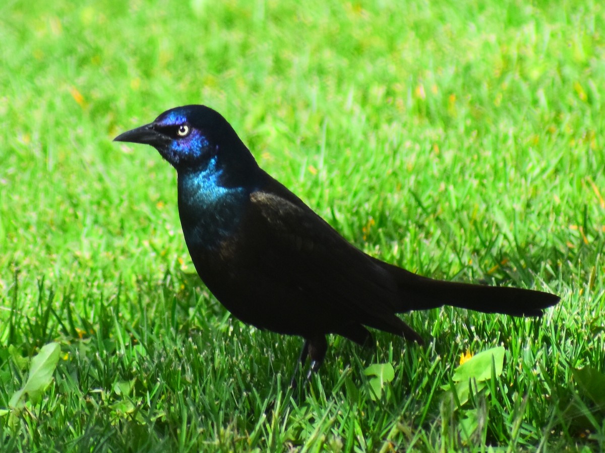 Common Grackle (Bronzed) - ML646246140