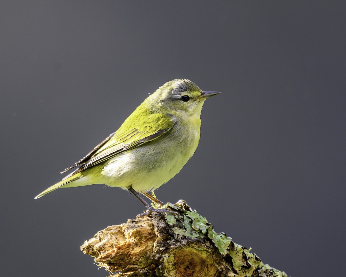 Tennessee Warbler - ML646246142