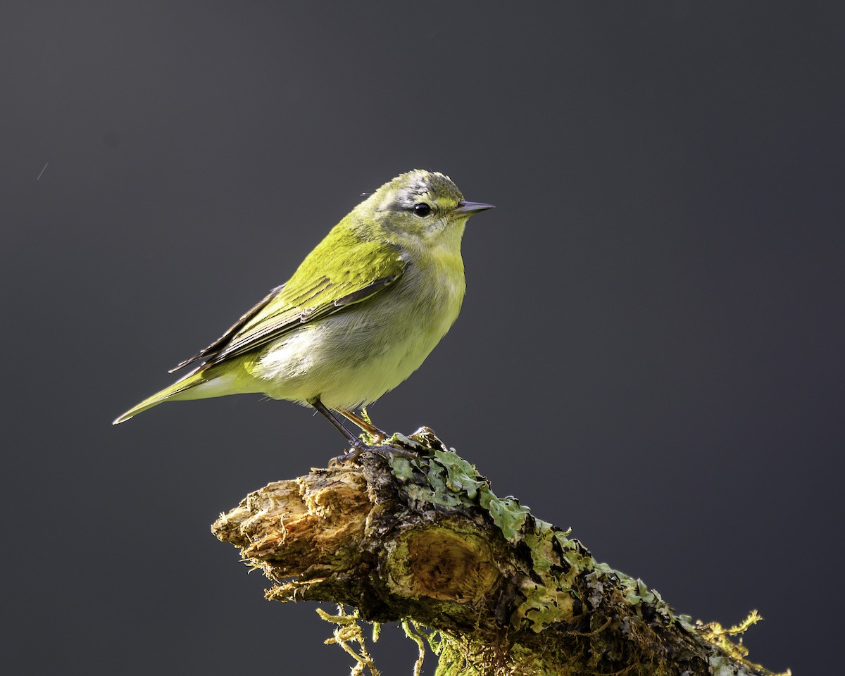 Tennessee Warbler - ML646246143