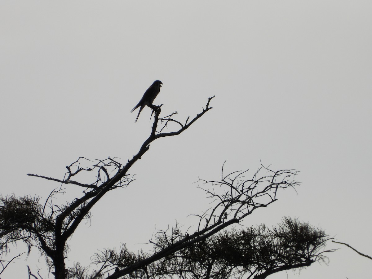 American Kestrel - ML646246146
